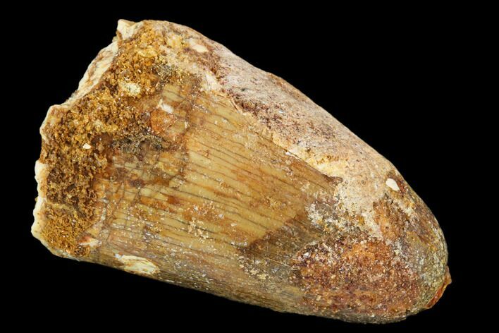 Cretaceous Fossil Crocodile Tooth - Morocco #122501